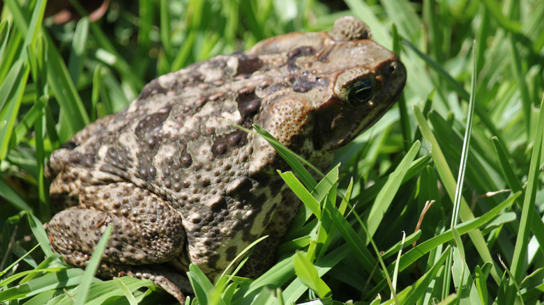 Cane toad in grass