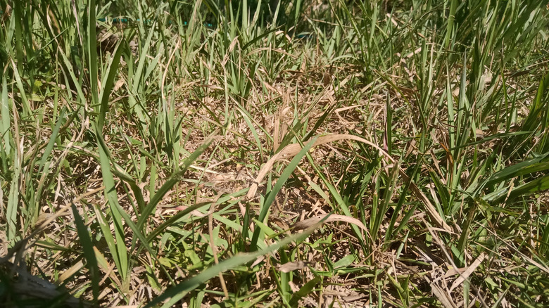 Close up of drying Cogon grass