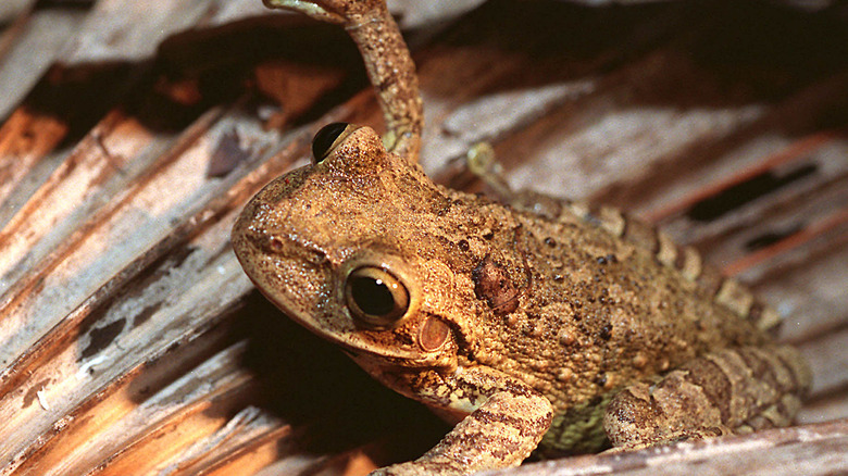 Cuban tree frog up-close