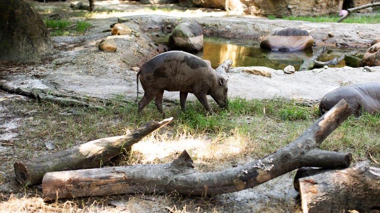 Wild hog grazing in the Florida woods