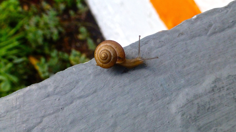 Giant African land snail crawling outside a home