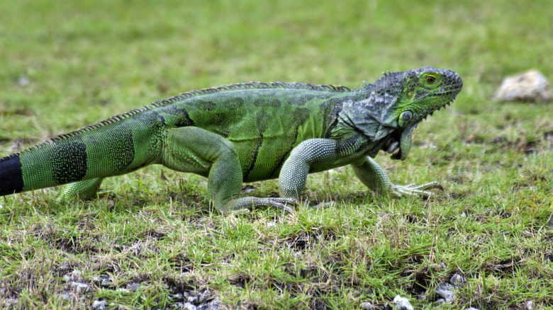 A green iguana walking across grass