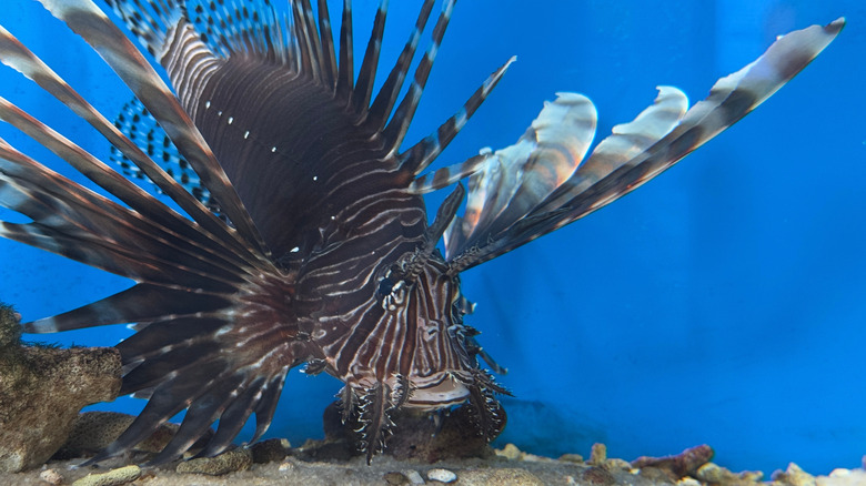 Lionfish swimming in water