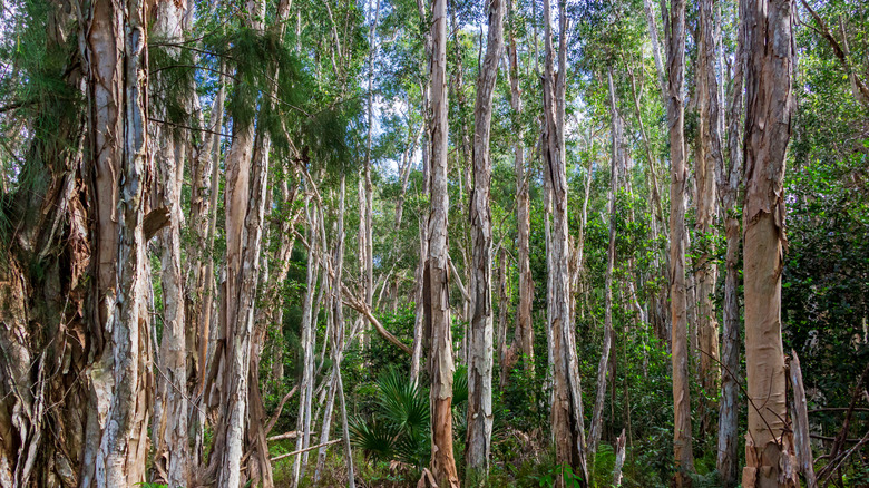 A cluster of melaleuca trees