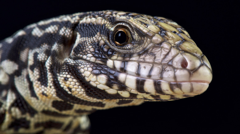 Black and white tegu lizard head up-close