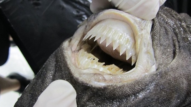 Closeup of a cookiecutter shark's mouth and teeth