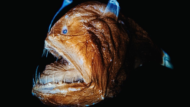 Angler fish mouth open black background