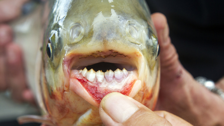 Closeup detail of a pacu's lower teeth