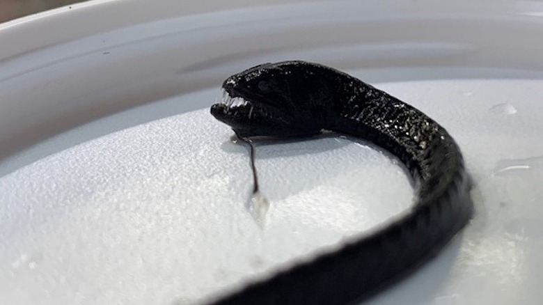 Detail picture of a Deep-sea dragonfish