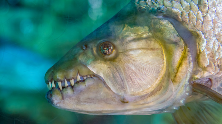 Closeup of a goliath tigerfish's face and teeth