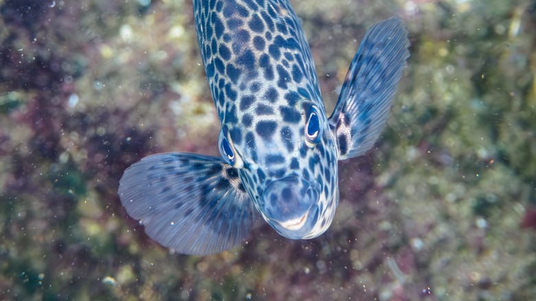 Blue knifejaw fish in an aquarium