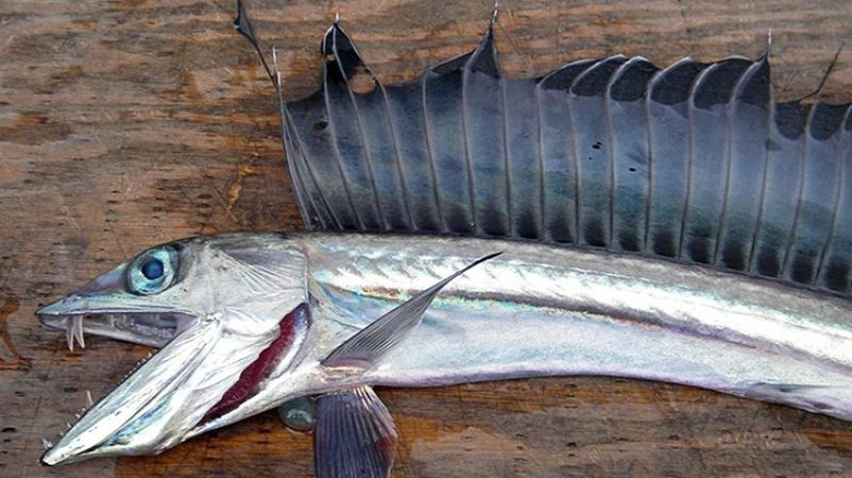 Overhead shot of a dead lancetfish on a wood plank