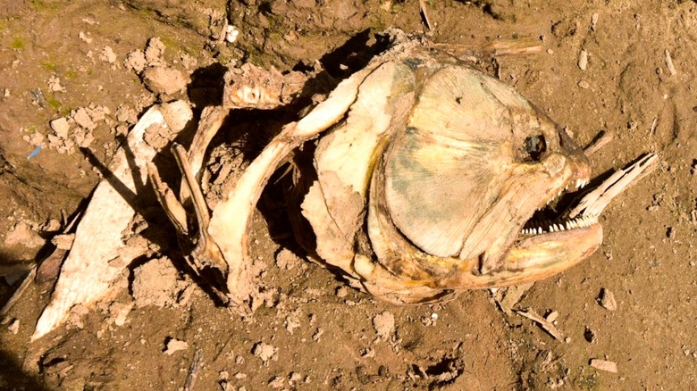 Fossilized remains of a piranha