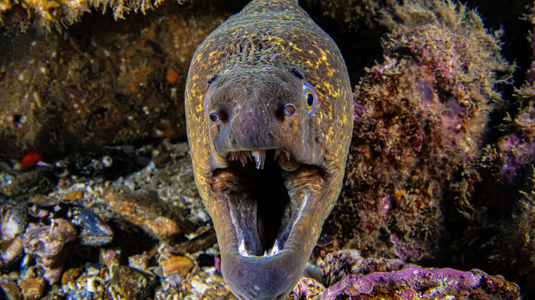 Closeup of a moray eel in an aquarium