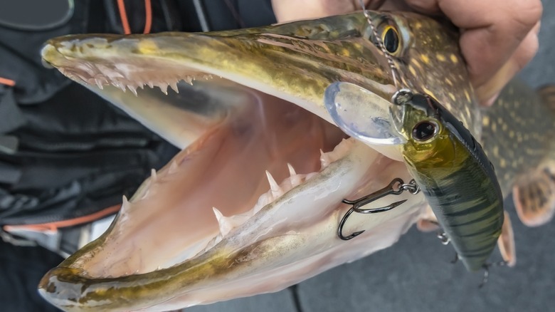 Closeup of a Northern pike's mouth and fishing lure