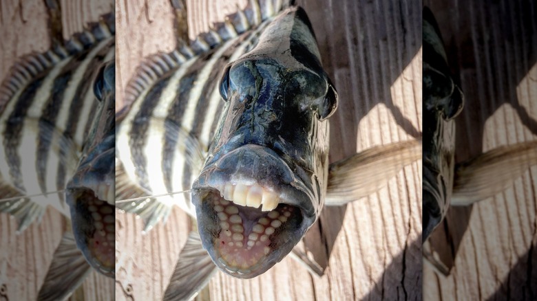 Sheepshead fish mouth open on wood