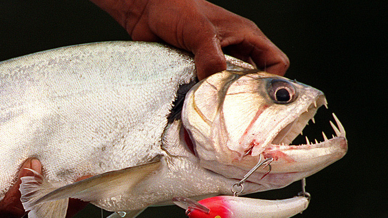 Closeup of a dead Vampire fish and lure