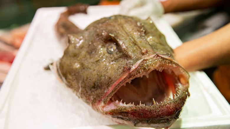 Selective focus of a monkfish on ice