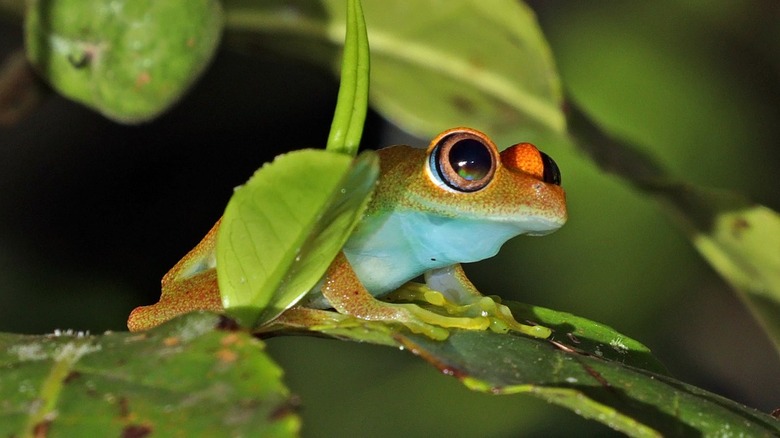 Closeup detail of newly-discovered boophis frog