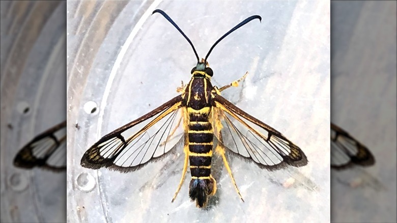 Clearwing moth resting on a human finger