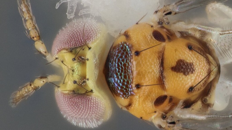 Detail shot of Chrysonotomyia susbelli head and antennae