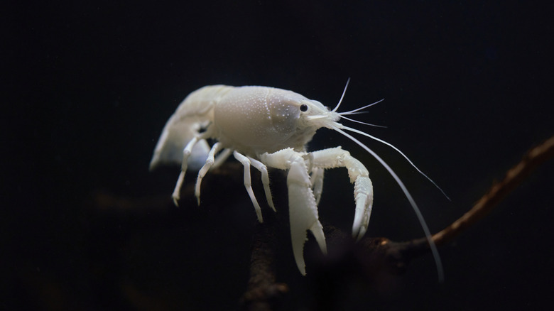 White crustracean swimming in the deep ocean