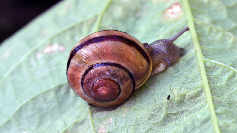 Snail with dark brown shell on leaf