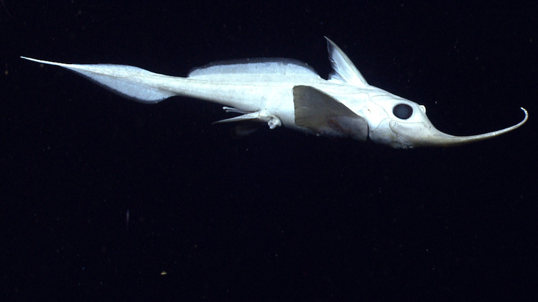 Ghost shark species swimming in dark waters