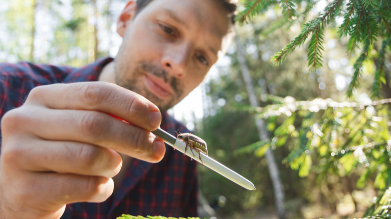 Entomologist studying a beetle