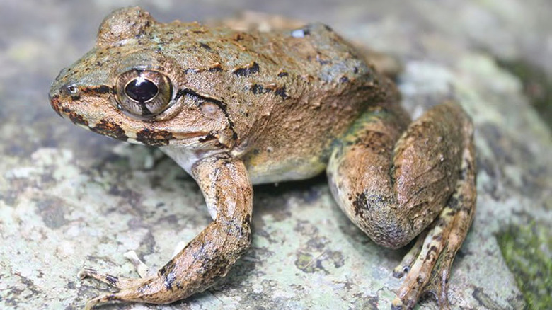 Overhead shot detail of the giant fanged frog sitting on a rock