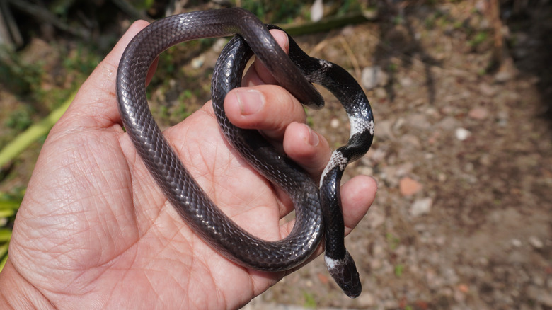 Person holding a Malayan banded-wolfsnake