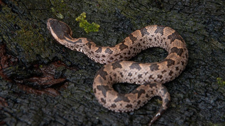 Brown spotted pit viper sitting on a rocky surface