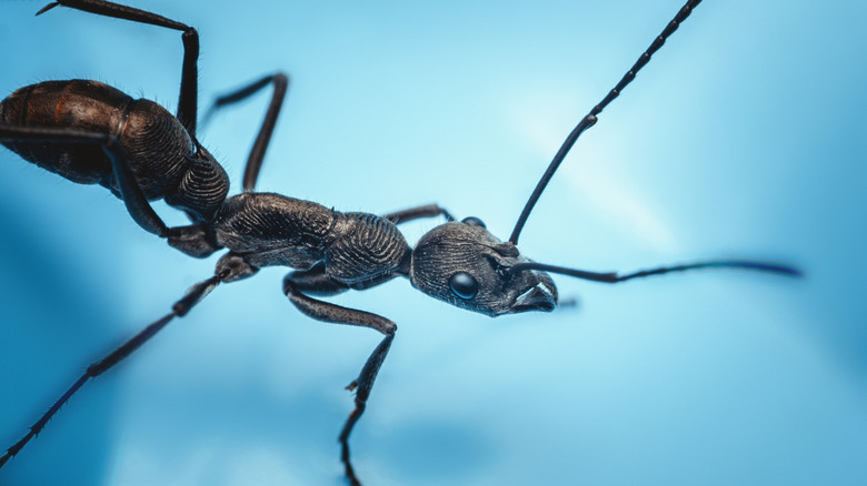 Close up of black ant on light blue background