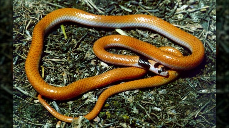 Rhynchocalamus snake lying in grass