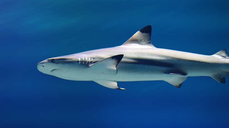 Blacktip shark swimming underwater