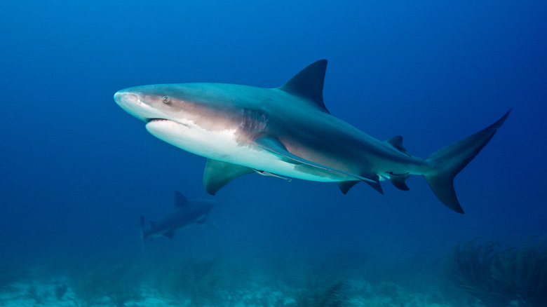 Bull shark swimming underwater