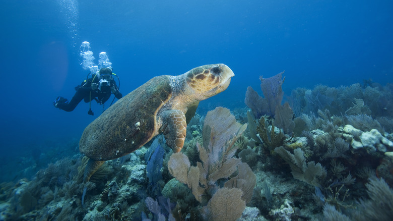 Loggerhead turtle coral reef diver