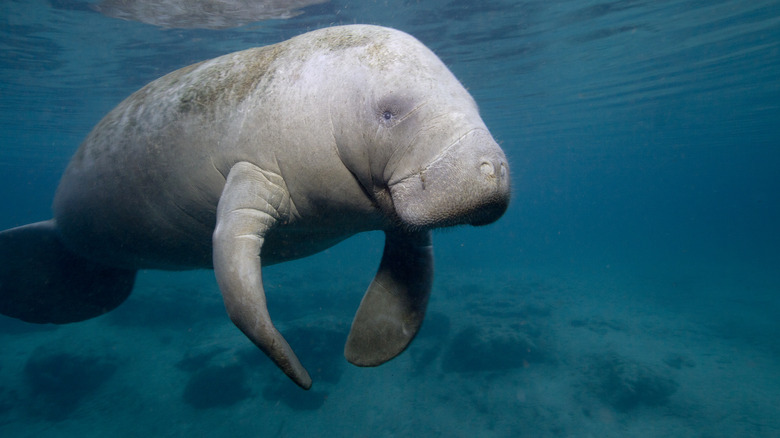 Florida manatee floating underwater