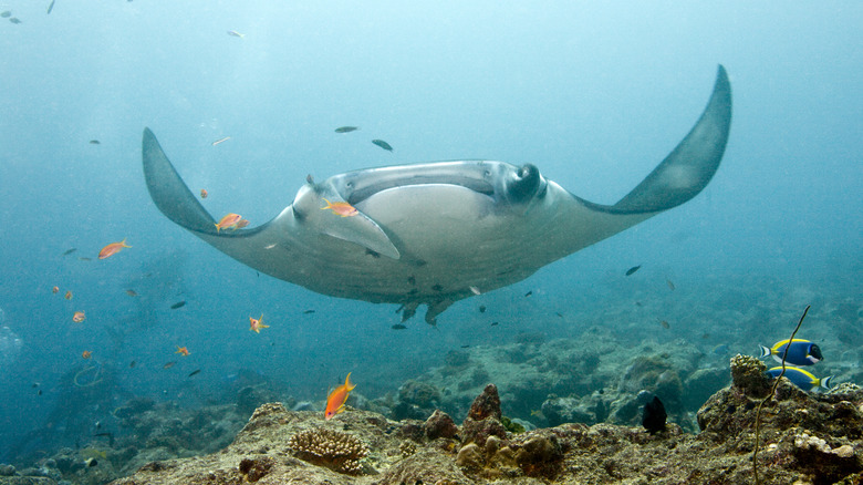 Manta ray swimming underwater surrounded by fish