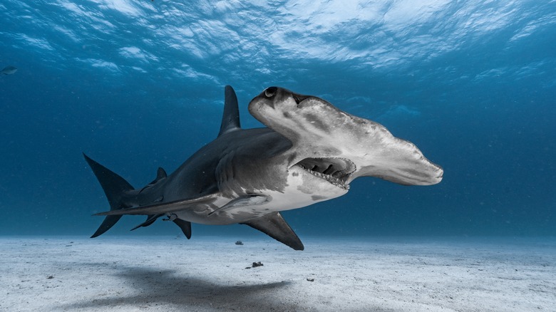 Great hammerhead shark swimming underwater