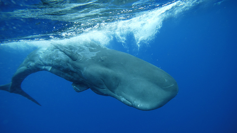 Sperm whale diving in water