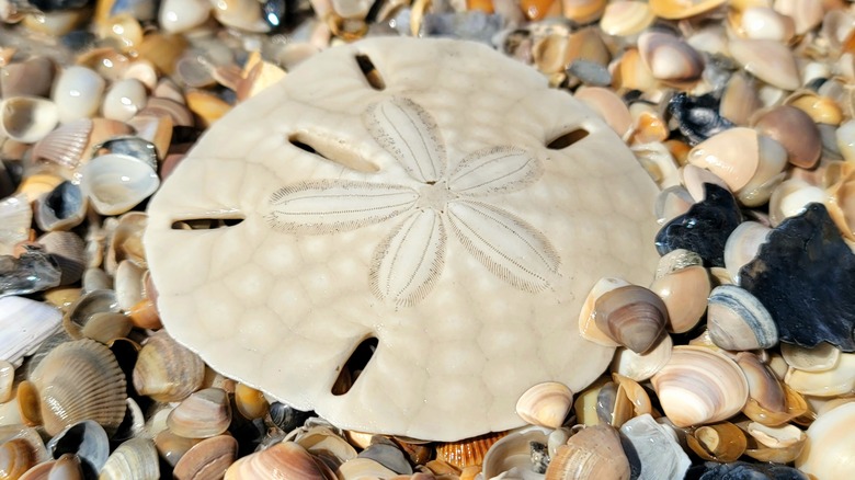 Sand dollar exoskeleton on layer of shells