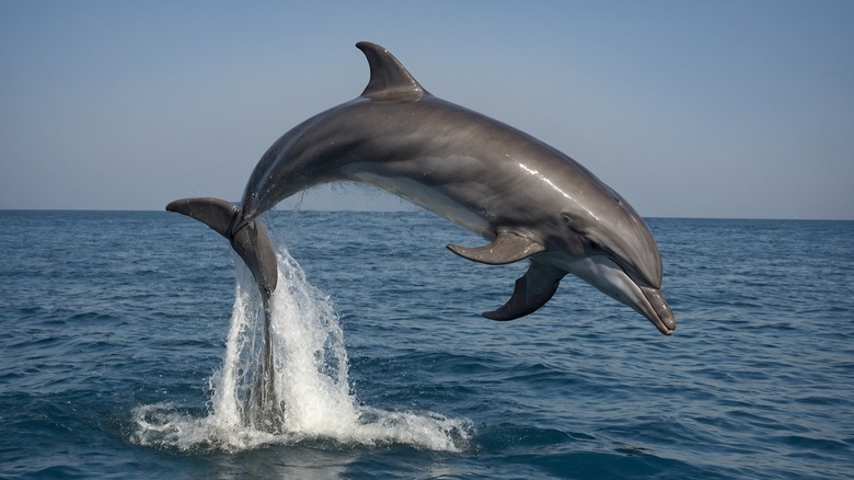 Bottlenose dolphin jumping above water