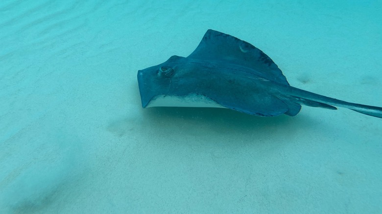 Stingray swimming underwater above sand