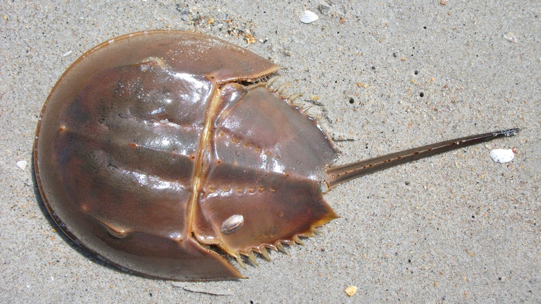 Atlantic horseshoe crab on sand