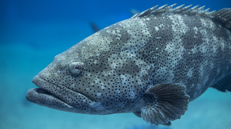 Spotted goliath grouper swimming underwater