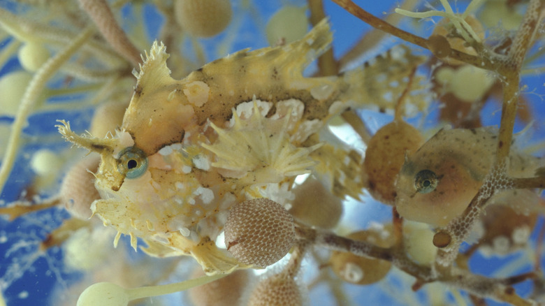 Sargassum fish hiding in seaweed