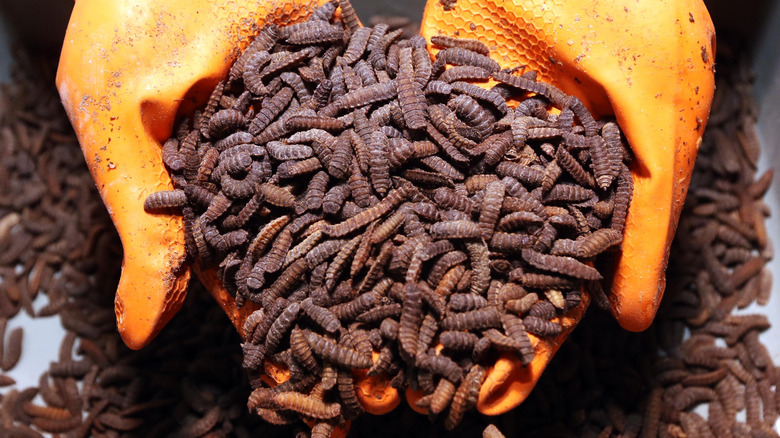 Hundreds of dark brown worm-like larvae resting in yellow glow-covered hands