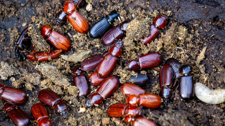 a group of red-orange beetles feed on a downed log in a forest