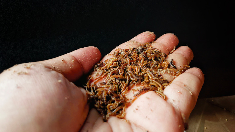 A hand holding several mealworm larvae